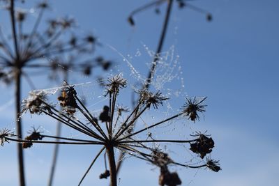 Close-up of frozen plant against sky