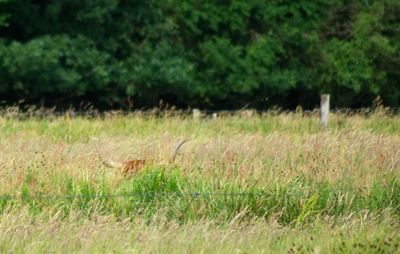 Grass in a field