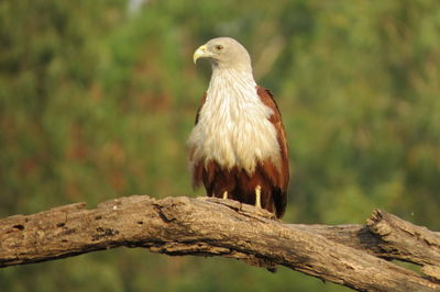 Close-up of bird perching on branch