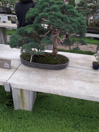 High angle view of potted plants in garden