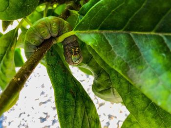 Close-up of insect on leaves