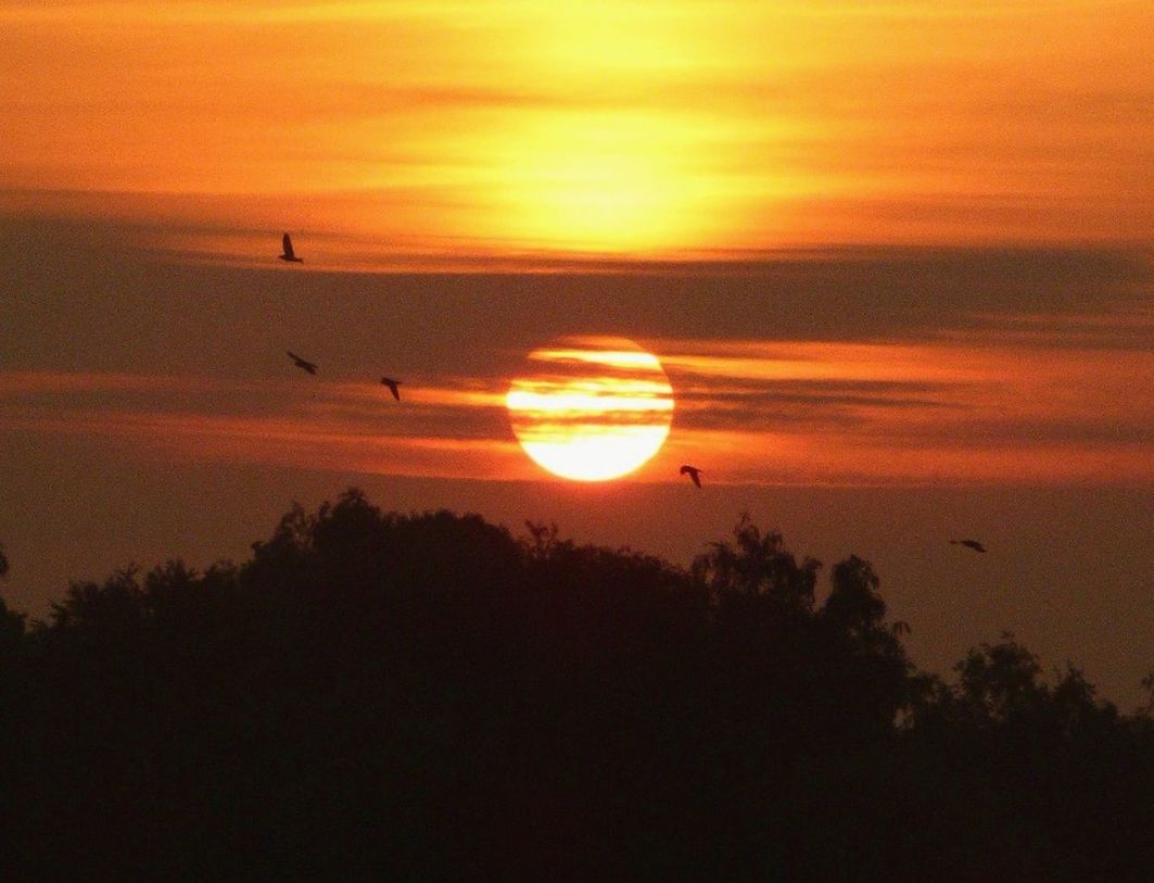 sunset, sky, silhouette, beauty in nature, scenics - nature, sun, tranquil scene, tranquility, bird, cloud - sky, orange color, animal, vertebrate, animal themes, animal wildlife, idyllic, no people, flying, nature, animals in the wild, outdoors