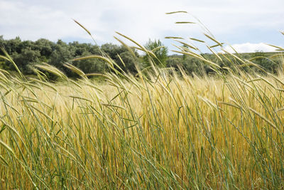 Close-up of wheat field against sky