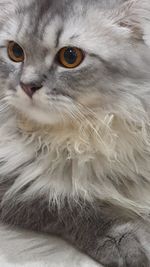 Close-up portrait of a cat