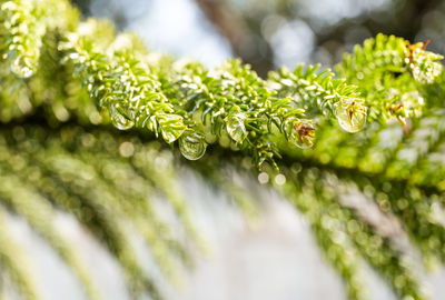 Close-up of pine tree leaf