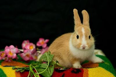 Close up of plant against blurred background