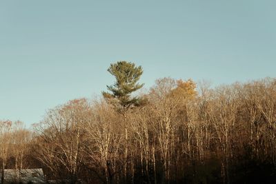 Plants on field against clear sky