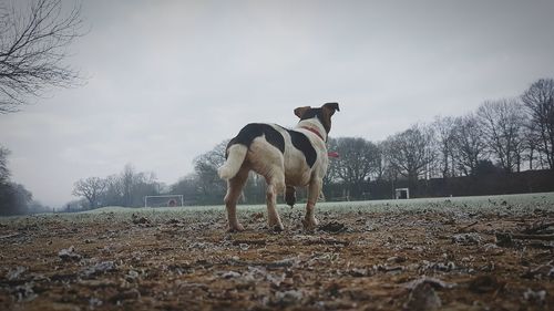 Rear view of dog on field in winter