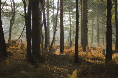 Trees in forest