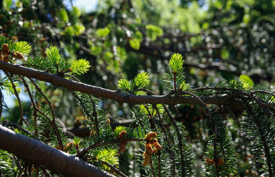 Low angle view of pine tree branch