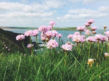 Pink flowers blooming on field