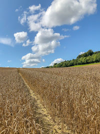 Scenic view of agricultural field against sky