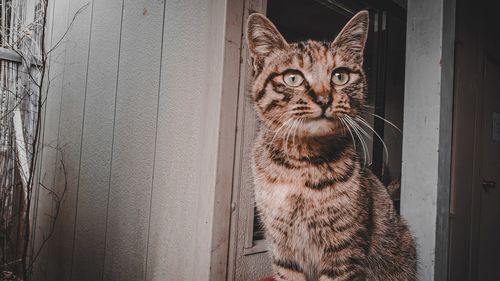 Portrait of tabby cat