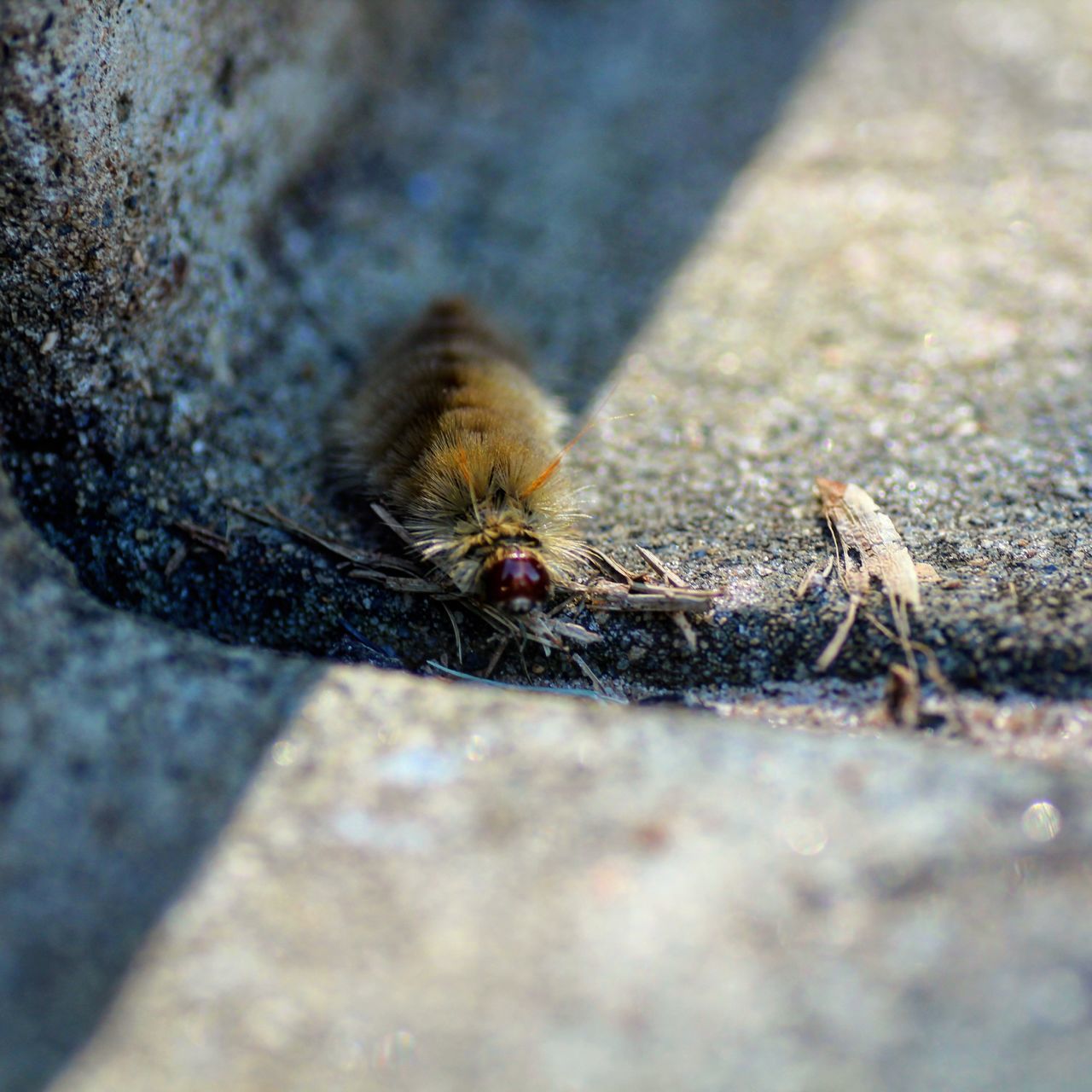 one animal, animal themes, insect, animals in the wild, wildlife, selective focus, close-up, outdoors, focus on foreground, nature, animal antenna, ant, day, textured, high angle view, no people, full length, zoology, ground, snail