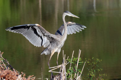 High angle view of gray heron flying over lake