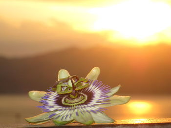 Close-up of passion flower