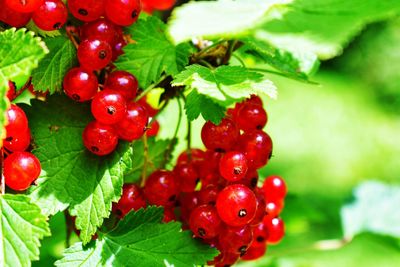 Close-up of cherries growing on plant