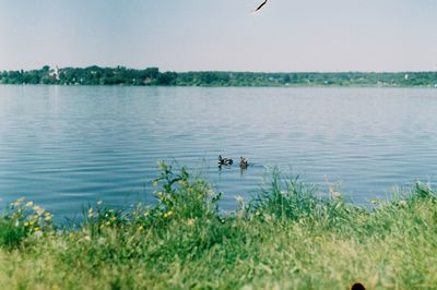 View of birds in lake
