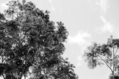 Low angle view of trees against sky