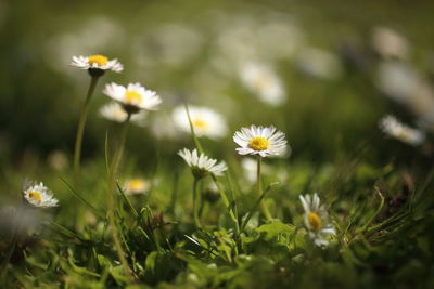 Close-up of white flowering plants on field
