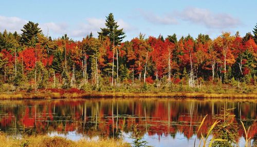 Scenic view of lake in forest during autumn