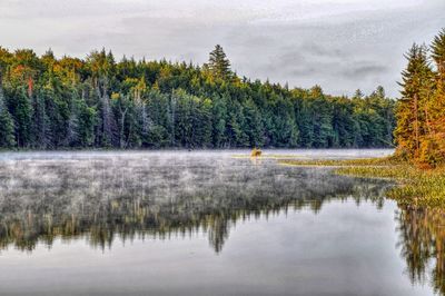 Reflection of trees in water