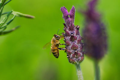 Close-up of insect on purple flower