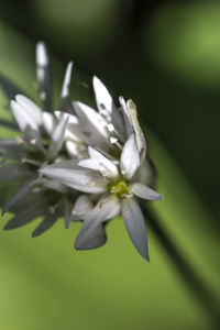 Close-up of white flowers