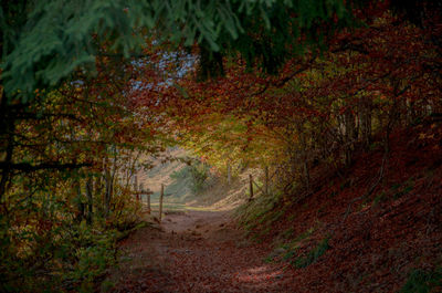 Road passing through forest