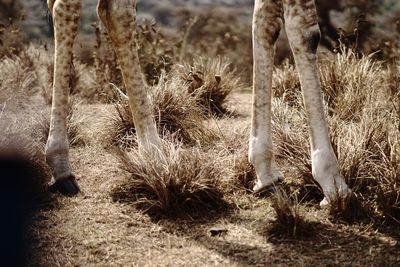 Close-up of sheep on field