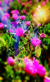 Close-up of pink flowers blooming outdoors