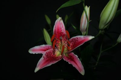 Close-up of pink flowers