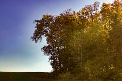 Low angle view of trees in forest against sky
