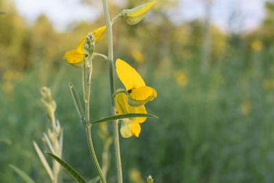 Close-up of yellow flowering plant on field