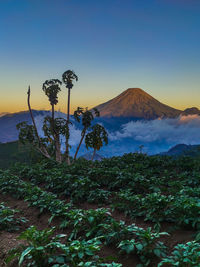 Scenic view of landscape against clear sky