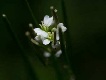 Close-up of white flowering plant