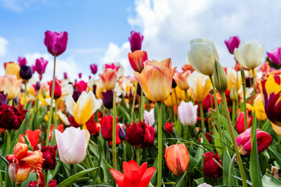 Colorful blooming tulip field at blue sky background in famous keukenhof public garden in lisse