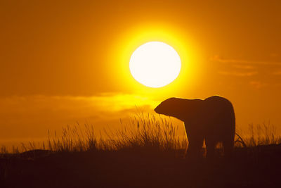 Bear standing on field against orange sky