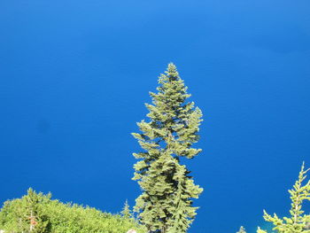 Low angle view of tree against blue sky