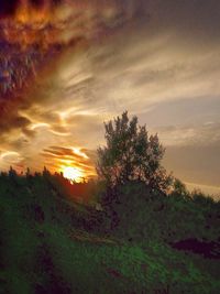 Trees on field against sky during sunset