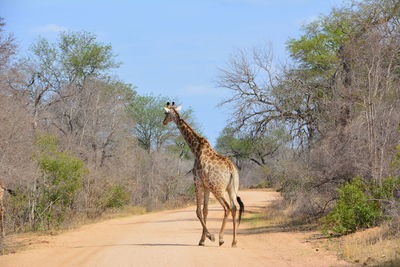 Side view of a giraffe on the road