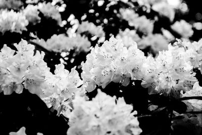 Close-up of flowers blooming in spring