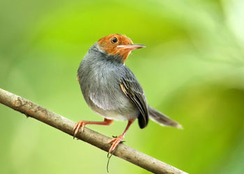 Close-up of bird perching on branch