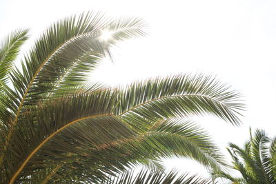 Low angle view of palm trees against sky