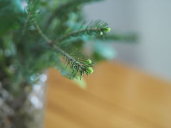 Growing young shoots on a spruce branch standing in the water in a bouquet in a vase.