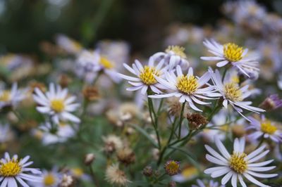 Close-up of daisy flowers