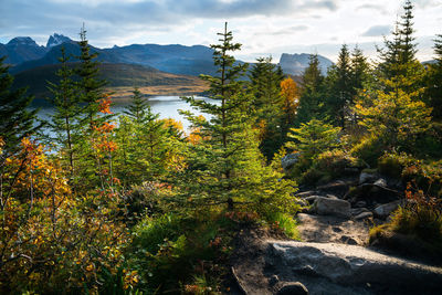 Trees and plants growing on land against sky