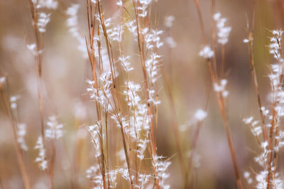 Detail shot of plants