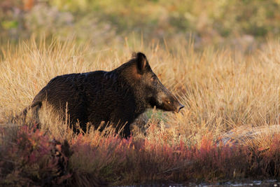 Wild boar on grassy field