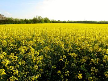 Scenic view of oilseed rape field against sky
